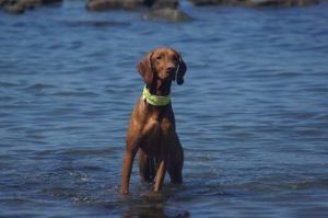 11108515_788559577908790_2595569763587682483_n