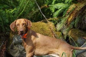 11707705_788559601242121_1620368583807063249_o