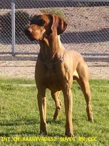 13495266_960059714092108_293504435546847667_n