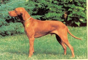 kilato teri furge mokany of helmlake as a young dog